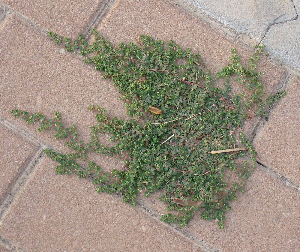 Image of Euphorbia serpens specimen.