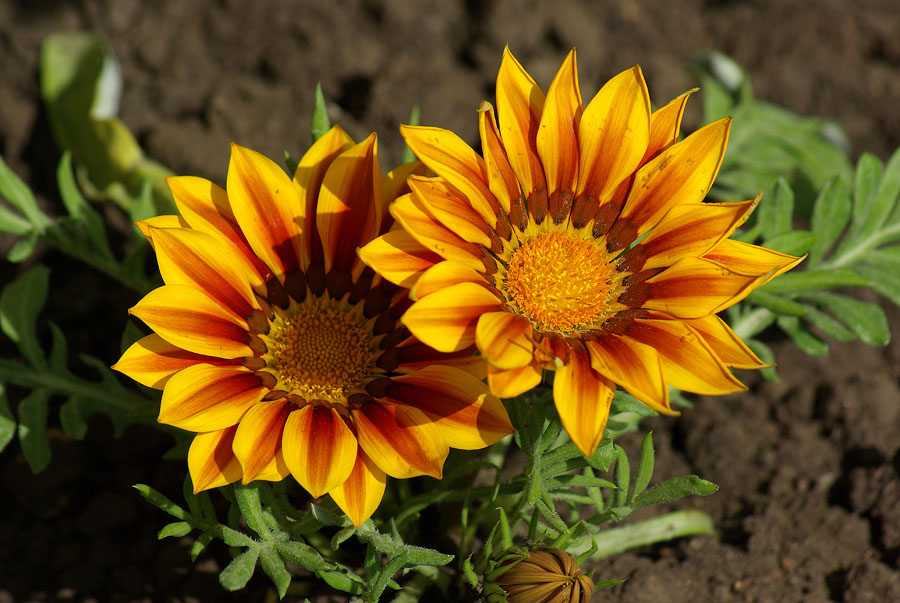 Image of Gazania &times; hybrida specimen.