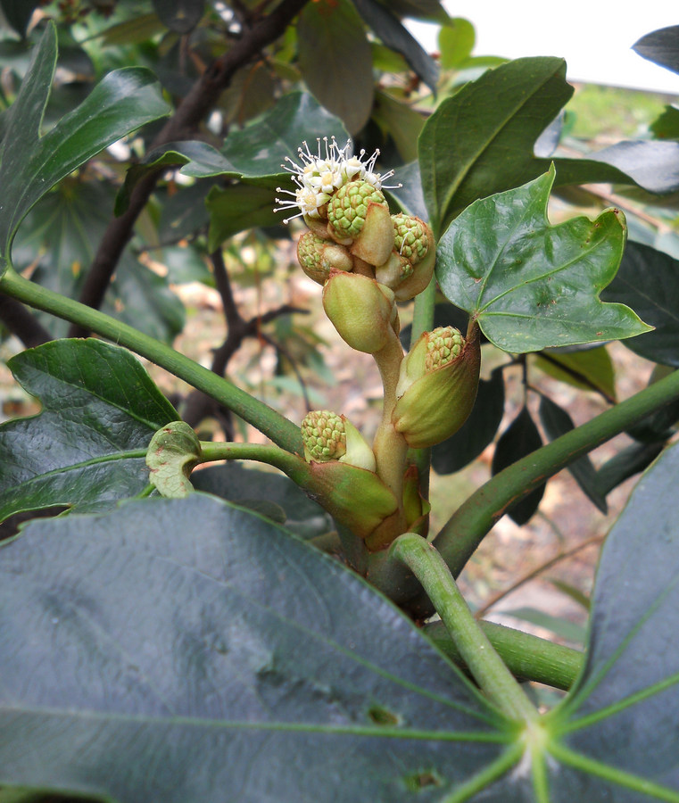 Image of Fatsia japonica specimen.