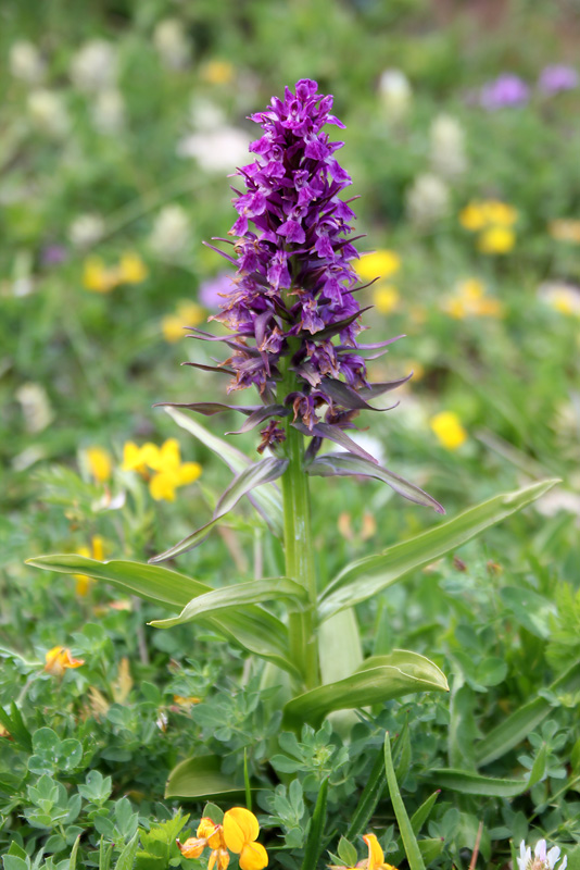 Изображение особи Dactylorhiza euxina.