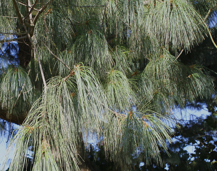 Изображение особи Pinus wallichiana.