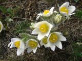 Pulsatilla uralensis. Цветущее растение. Казахстан, Костанайская обл., Денисовский р-н. 24.04.2010.