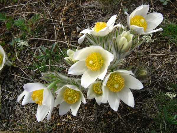 Изображение особи Pulsatilla uralensis.