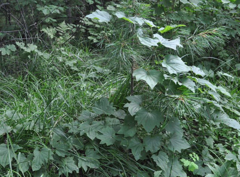 Image of Dioscorea nipponica specimen.