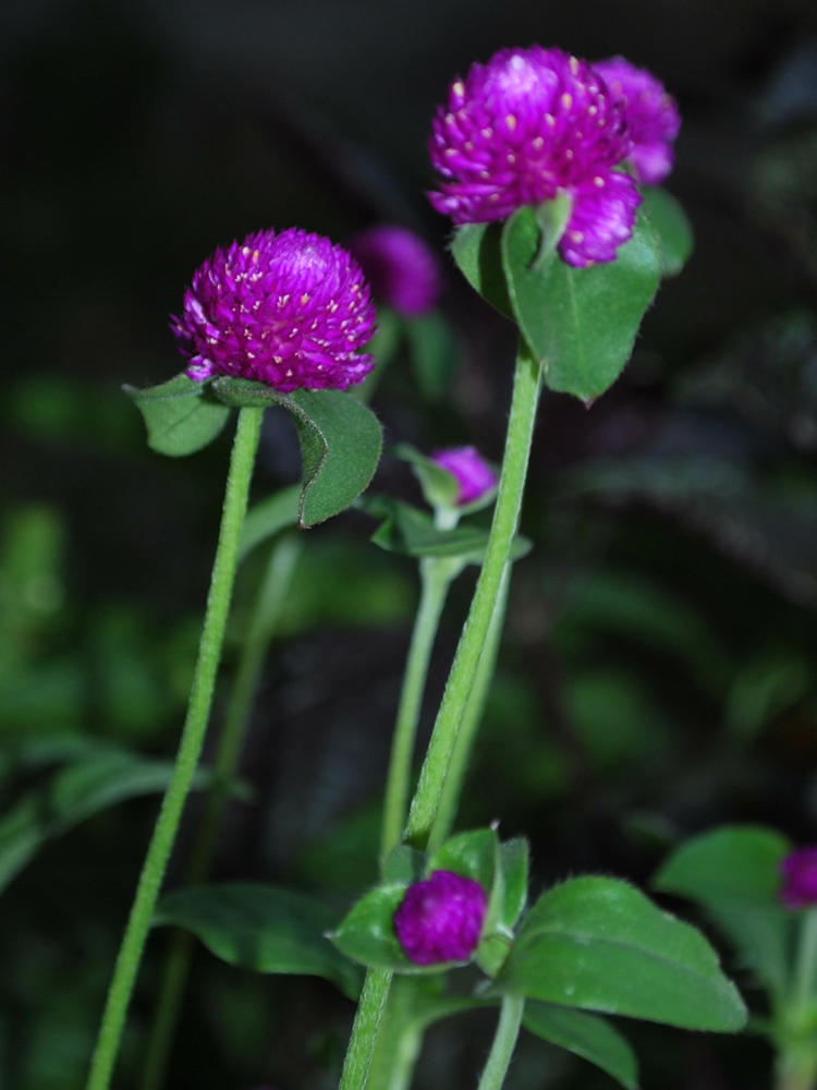 Image of Gomphrena globosa specimen.
