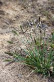 Anthoxanthum odoratum