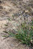 Anthoxanthum odoratum. Цветущее растение на краю поля. Карельский перешеек, окр. Сертолово. 12.05.2009.