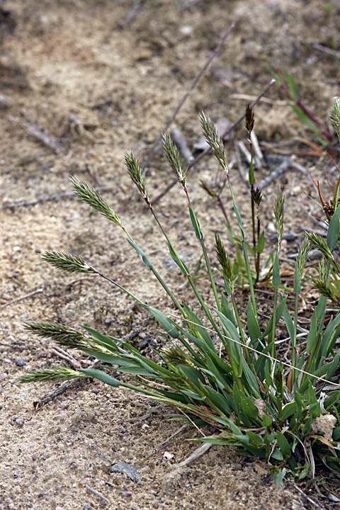 Image of Anthoxanthum odoratum specimen.