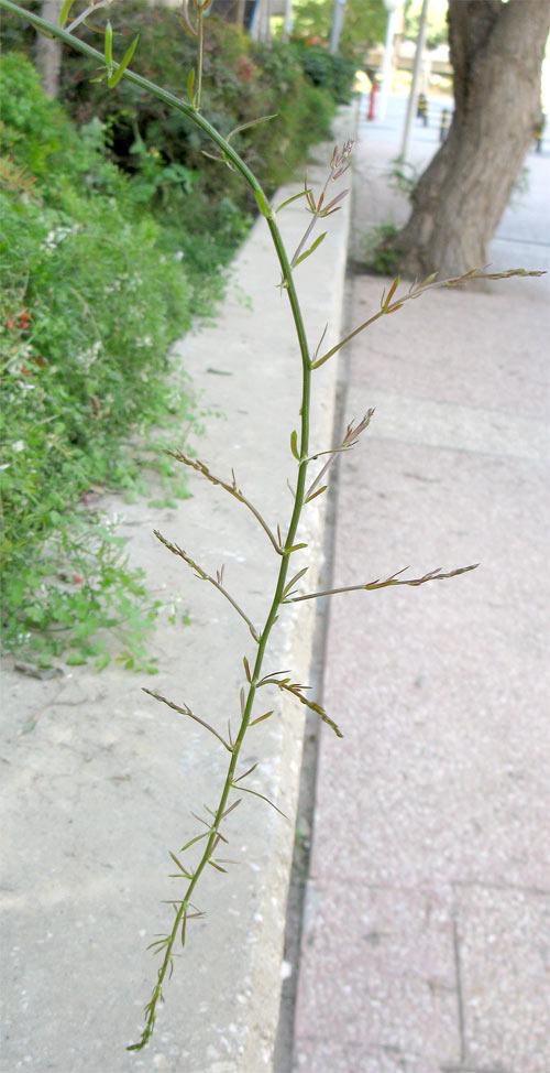 Image of Asparagus densiflorus specimen.