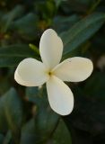 genus Carissa