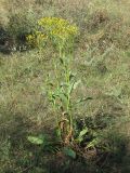 Senecio schwetzowii