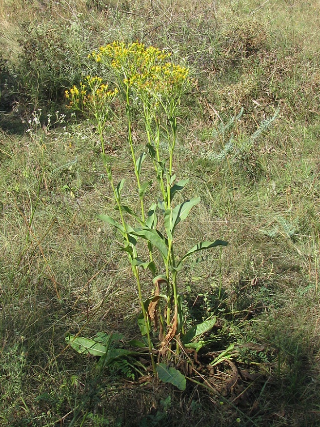 Image of Senecio schwetzowii specimen.