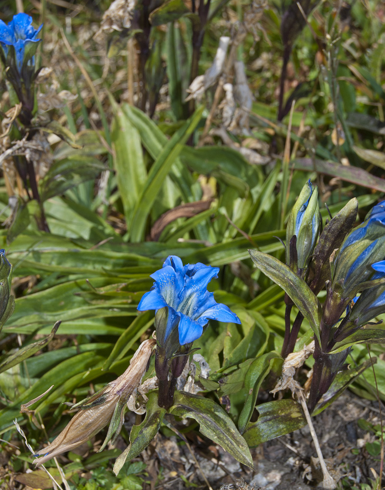 Изображение особи Gentiana kaufmanniana.