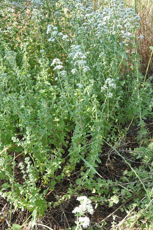 Изображение особи Origanum vulgare ssp. hirtum.