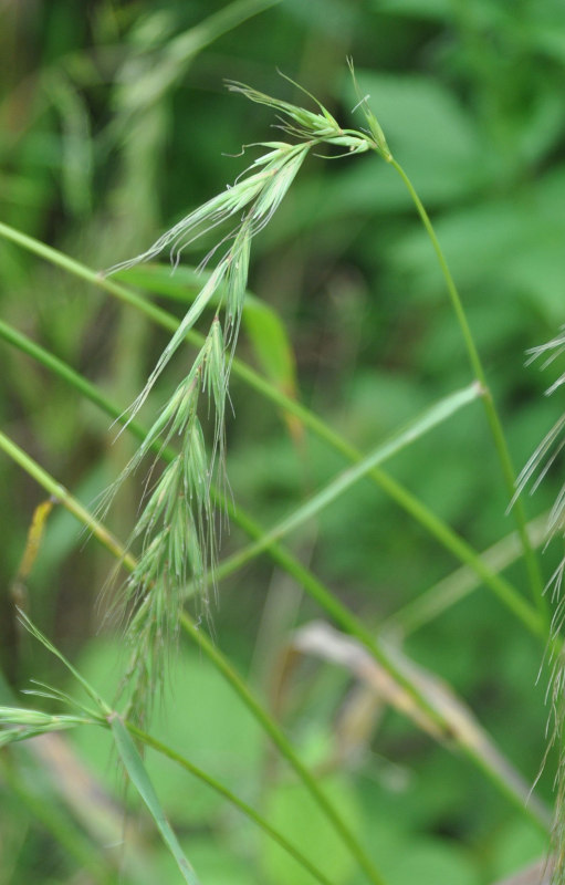 Изображение особи Elymus sibiricus.