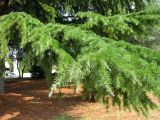 Cedrus deodara. Нижние ветви. Хорватия, Истрия, г. Пореч, у автовокзала. 06.09.2012.