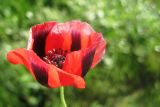 Papaver arenarium