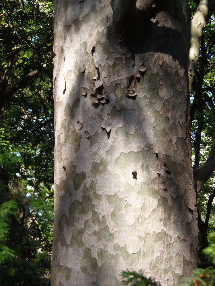 Image of Pinus gerardiana specimen.