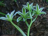 Ornithogalum transcaucasicum