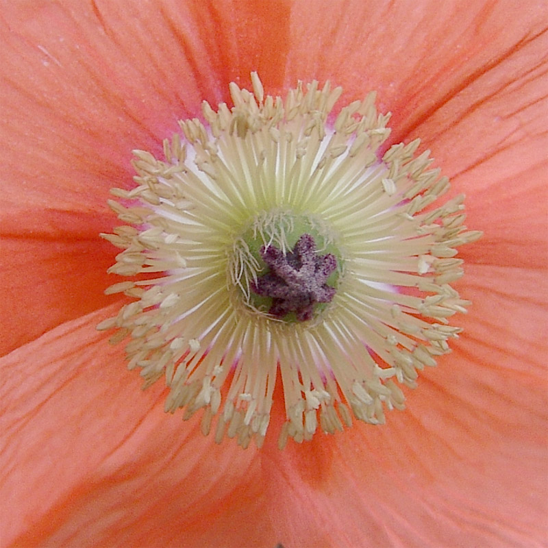 Image of Papaver persicum specimen.