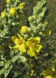 Verbascum lychnitis. Часть соцветия. Крым, Симферополь, Марьино, степной склон. 1 июня 2013 г.