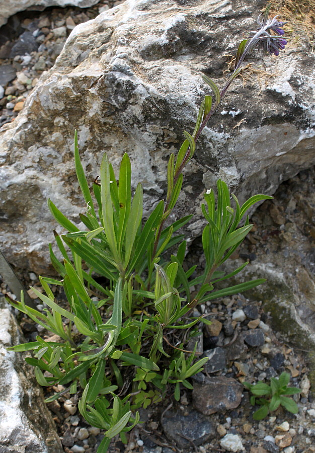 Image of Moltkia petraea specimen.