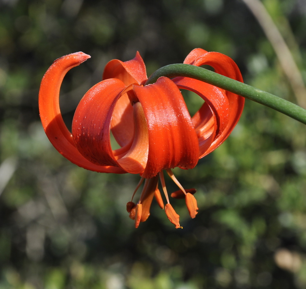 Изображение особи Lilium chalcedonicum.