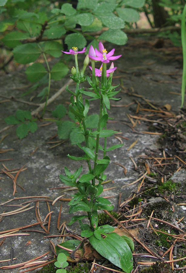 Image of Centaurium erythraea specimen.