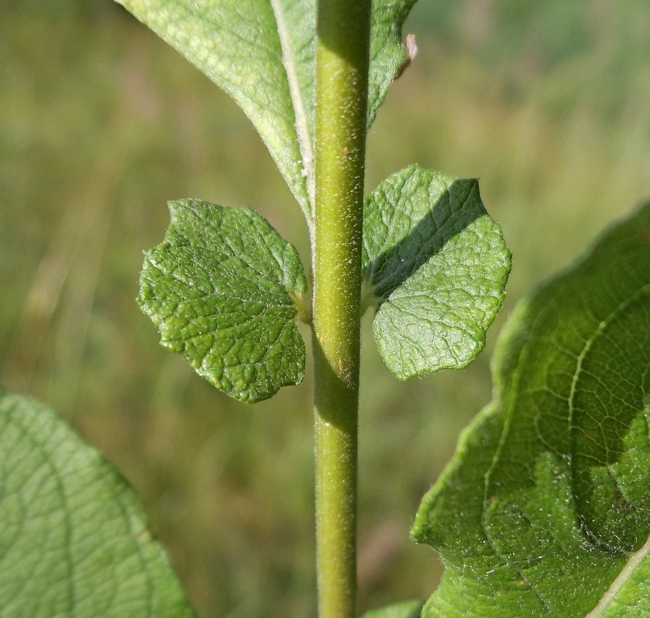 Image of Salix aurita specimen.