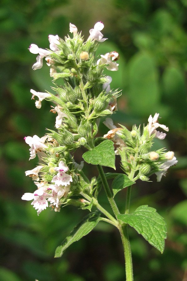 Image of Nepeta cataria specimen.