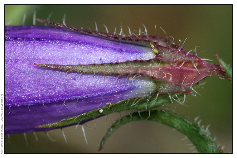 Изображение особи Campanula sibirica.