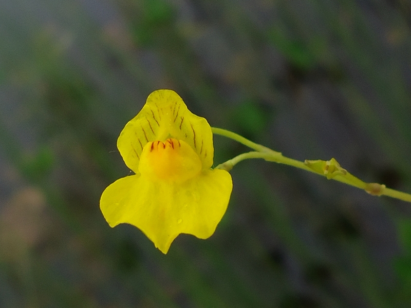 Изображение особи Utricularia intermedia.