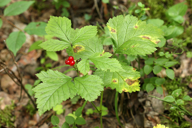 Изображение особи Rubus saxatilis.