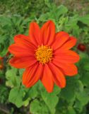 Tithonia rotundifolia. Соцветие (консорт-опылитель - журчалка Sphaerophoria sp.). Санкт-Петербург, клумба. 5 августа 2013 г.