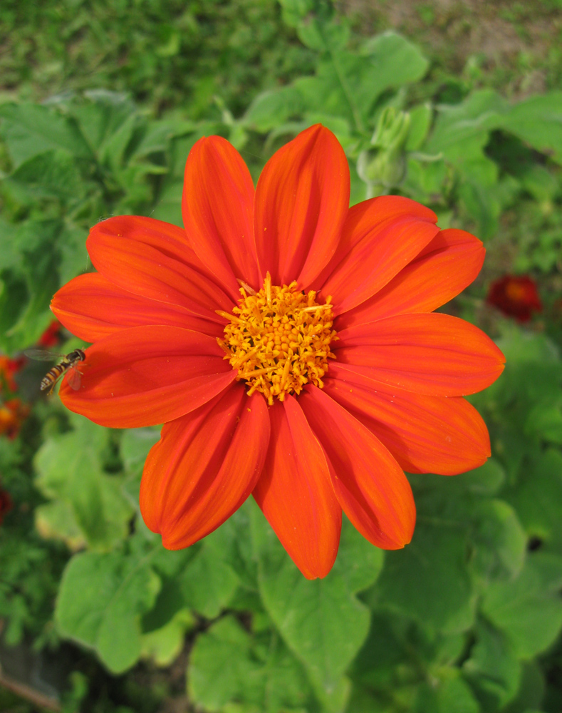 Image of Tithonia rotundifolia specimen.