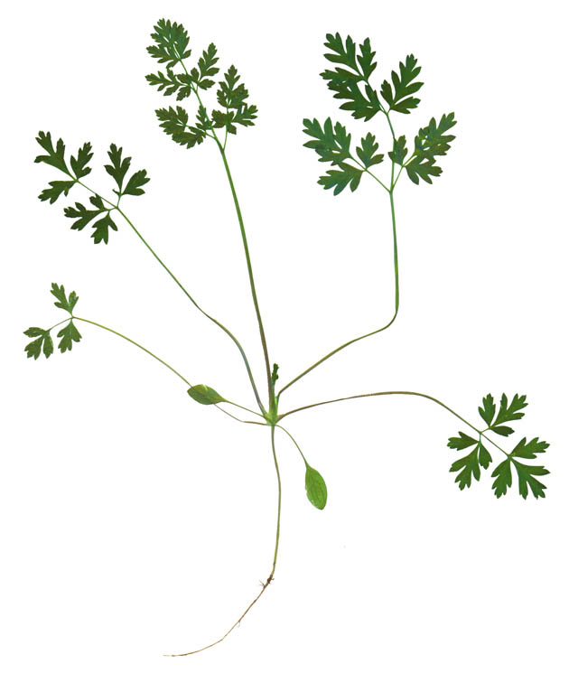 Изображение особи Conium maculatum.