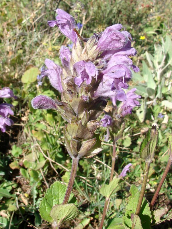 Image of Dracocephalum formosum specimen.