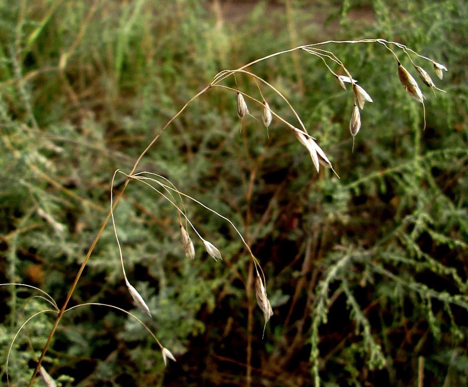 Изображение особи род Bromus.