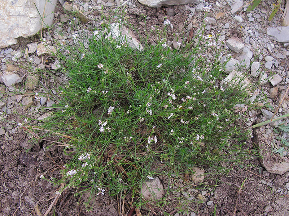 Image of Asperula lipskyana specimen.