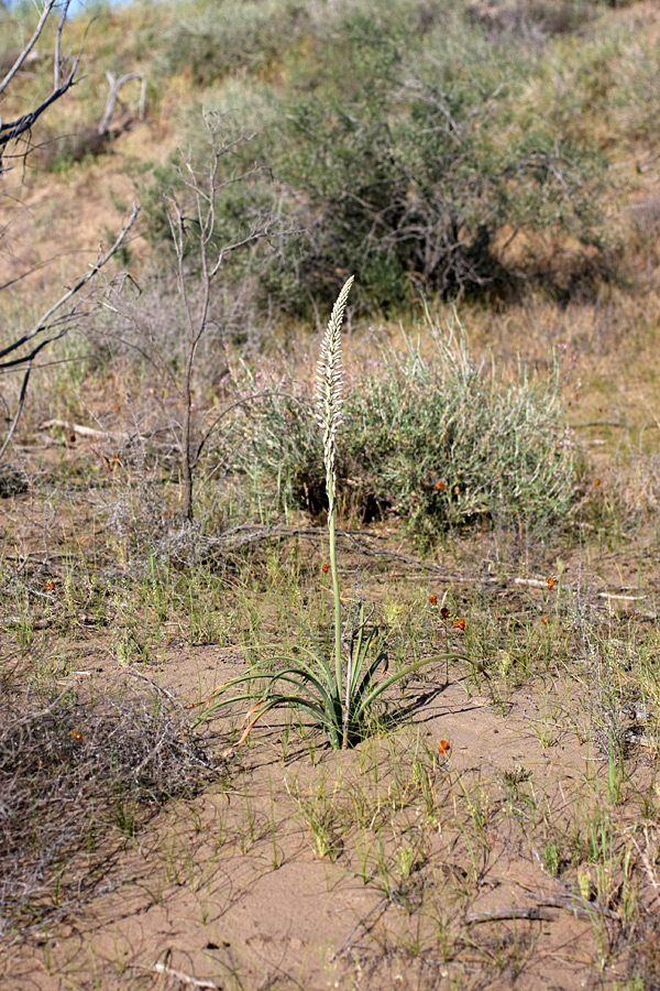 Image of Eremurus inderiensis specimen.