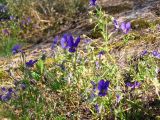 Viola tricolor