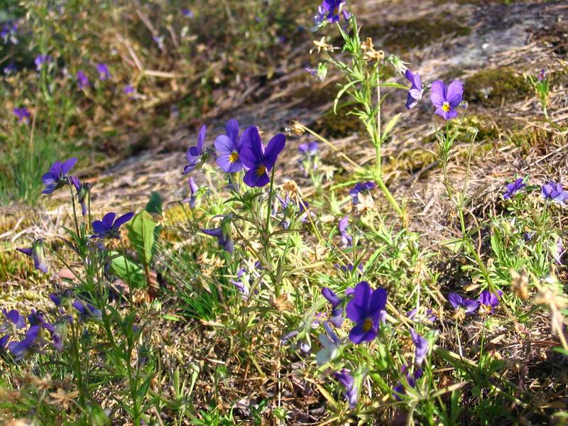 Изображение особи Viola tricolor.