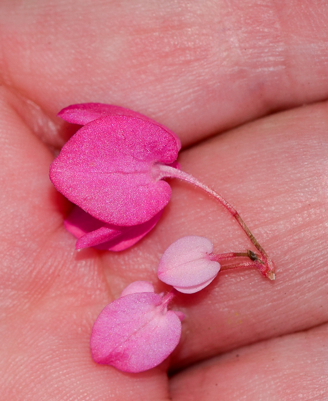 Изображение особи Antigonon leptopus.