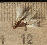 Picris hieracioides