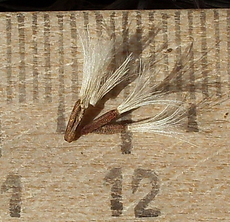 Image of Picris hieracioides specimen.