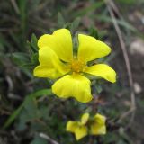 Potentilla caucasica. Цветок. Краснодарский край, окр. г. Крымск, обочина горно-лесной дороги. 27.10.2013.