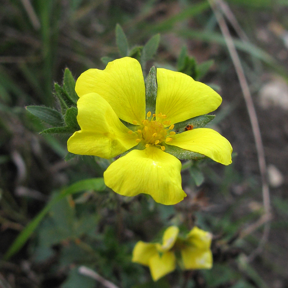 Image of Potentilla caucasica specimen.