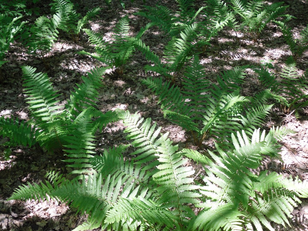 Image of Dryopteris filix-mas specimen.