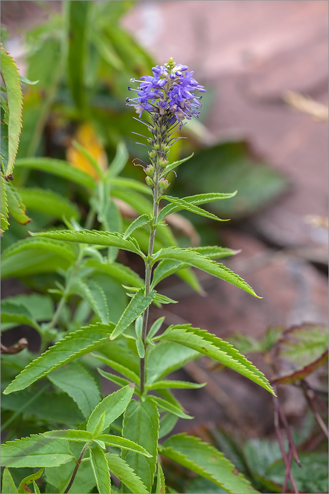 Изображение особи Veronica longifolia.