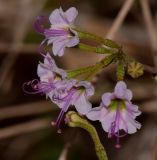 Commicarpus sinuatus. Соцветие с бутоном и цветками. Израиль, центральная Арава, предгорье. 28.10.2013.